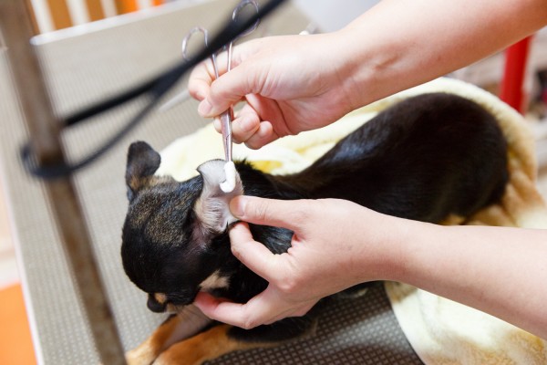 犬の耳垢掃除