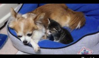 チワワより可愛いヤツ