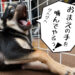 子犬の噛み癖を直す為に行った8個のしつけ方法