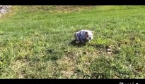 坂道を転がる子犬