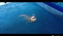 チワワの犬かき動画