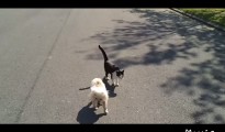 盲目の犬の散歩を猫がサポート